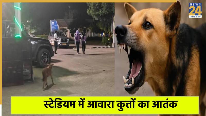 Stray dog attack on japan and kenya coaches Dog