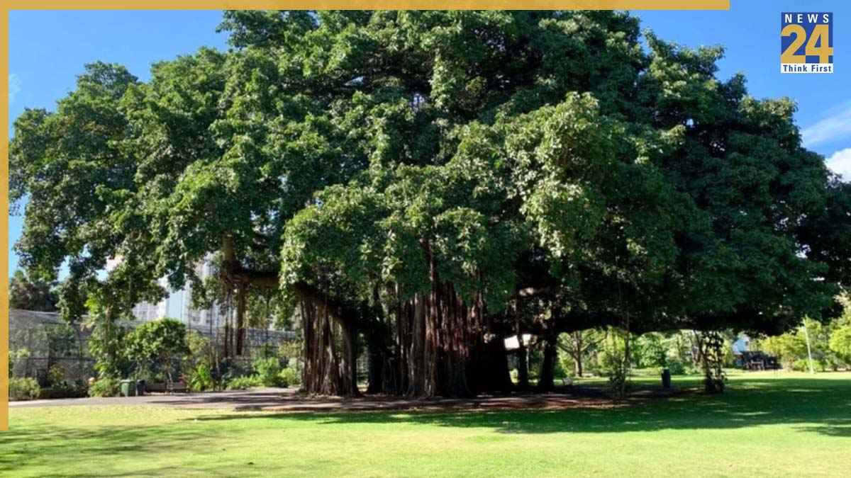 peepal-tree-beliefs