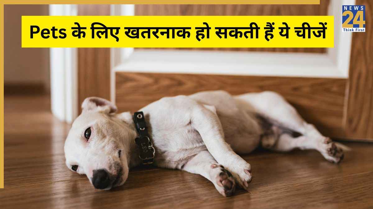 World Animal Welfare Day 2025: घर में हैं पेट्स तो भूलकर भी न रखें ये चीजें, हो सकती हैं खतरनाक