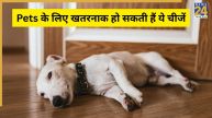 World Animal Welfare Day
