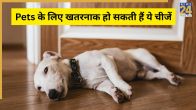 World Animal Welfare Day
