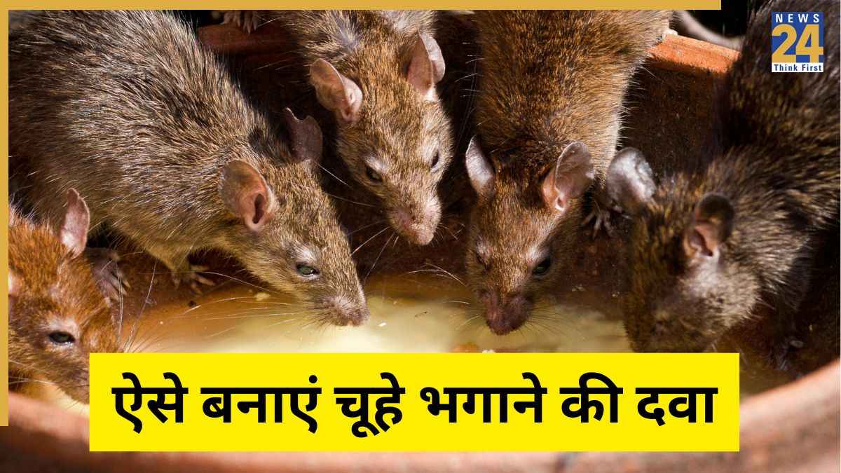 चूहे मारने की दवा घर पर बनाएं इस तरह, Rats का खात्मा कर देंगी घर की ये चीजें