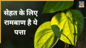 betel leaf health benefits