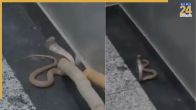 Noida News, Noida Latest News, Noida Today's News, Golden Palm Society, Noida Lift, Snake, Cobra, Noida Sector-168, नोएडा न्यूज, नोएडा ताजा खबर, नोएडा आज की खबर, गोल्डन पाम सोसायटी, नोएडा लिफ्ट, सांप, कोबरा, नोएडा सेक्टर-168