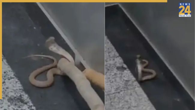 Noida News, Noida Latest News, Noida Today's News, Golden Palm Society, Noida Lift, Snake, Cobra, Noida Sector-168, नोएडा न्यूज, नोएडा ताजा खबर, नोएडा आज की खबर, गोल्डन पाम सोसायटी, नोएडा लिफ्ट, सांप, कोबरा, नोएडा सेक्टर-168