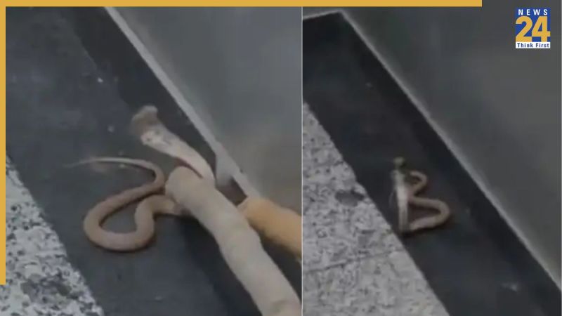 Noida News, Noida Latest News, Noida Today's News, Golden Palm Society, Noida Lift, Snake, Cobra, Noida Sector-168, नोएडा न्यूज, नोएडा ताजा खबर, नोएडा आज की खबर, गोल्डन पाम सोसायटी, नोएडा लिफ्ट, सांप, कोबरा, नोएडा सेक्टर-168