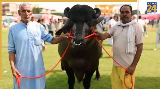 Meerut Kisan Mela, Kisan Mela, MLA, Champion, Haryana, Winner, Protein, Animal Husbandry, मेरठ किसान मेला, किसान मेला, विधायक, चेम्पियन, विजेता, प्रोटीन, पशुपालक, हरियाणा