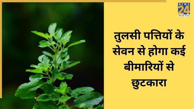 Tulsi Chewing Benefits -1