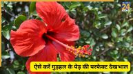 Hibiscus plant care
