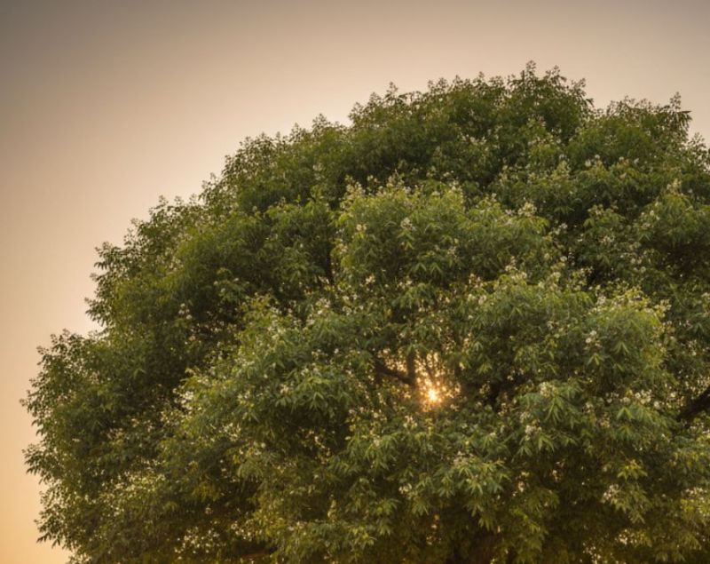 Neem Leaves Benefits Neem Leaves Benefits-1-2-3-4-5