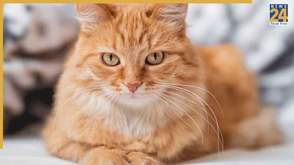 Cat_20251118_215831_0000