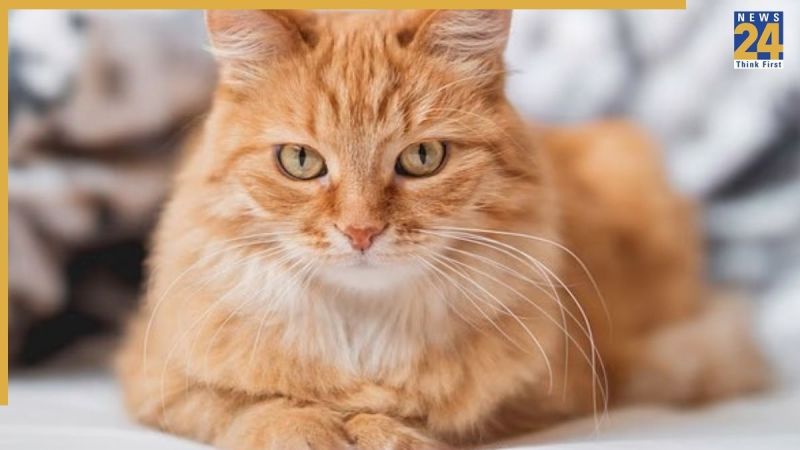 Cat_20251118_215831_0000