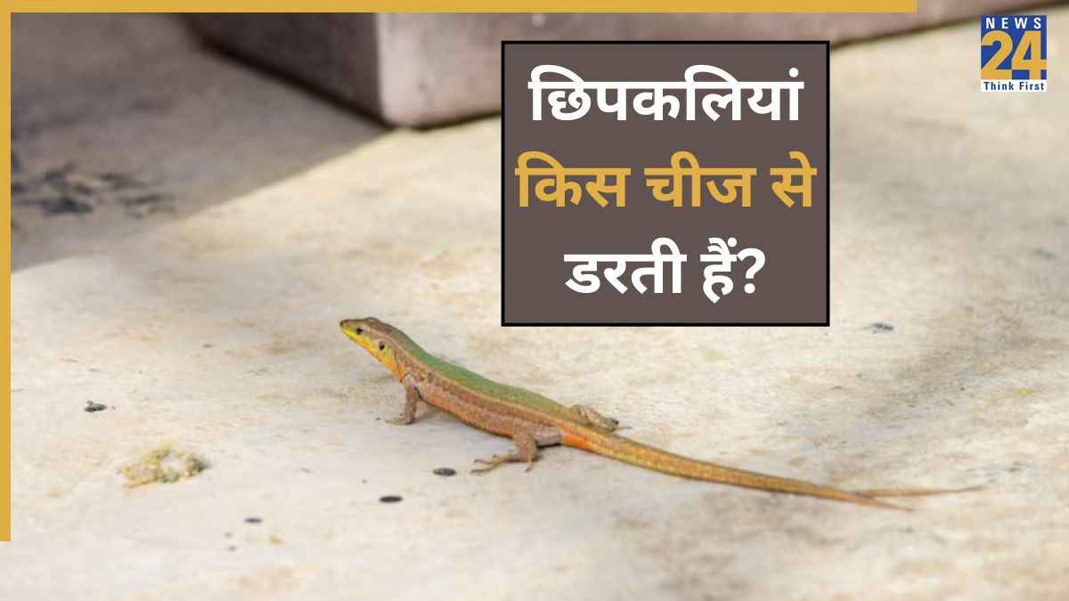 Chipkali Ko Bhagane Ka Tarika