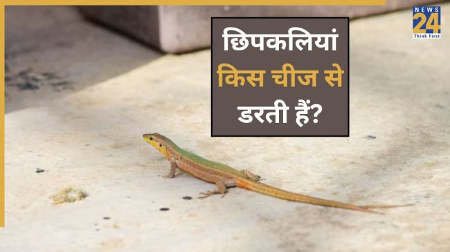 Chipkali Ko Bhagane Ka Tarika