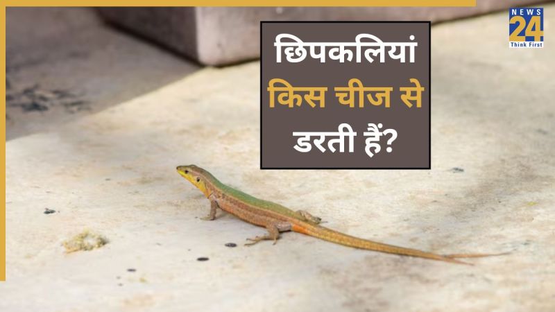 Chipkali Ko Bhagane Ka Tarika Chipkali Ko Bhagane Ka Tarika