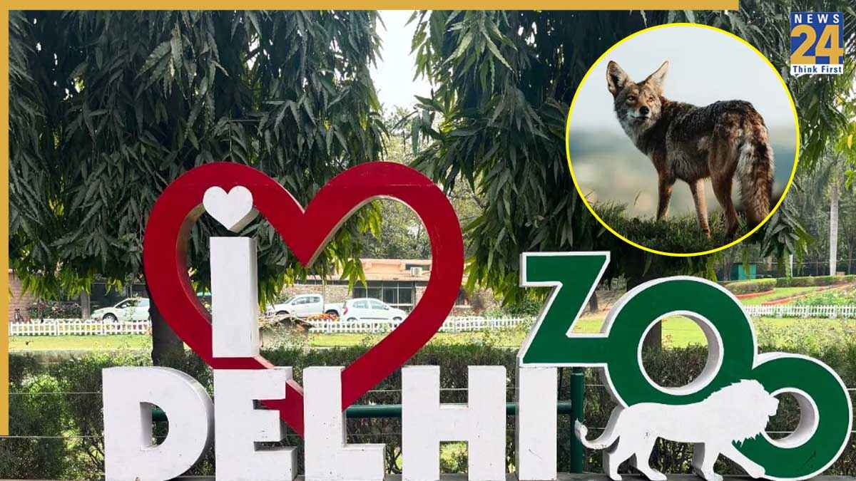 Jackals Escape: दिल्ली के चिड़ियाघर से भाग निकले 'जैकॉल', तलाश में जुटी टीम; कितना खतरनाक है ये जानवर?