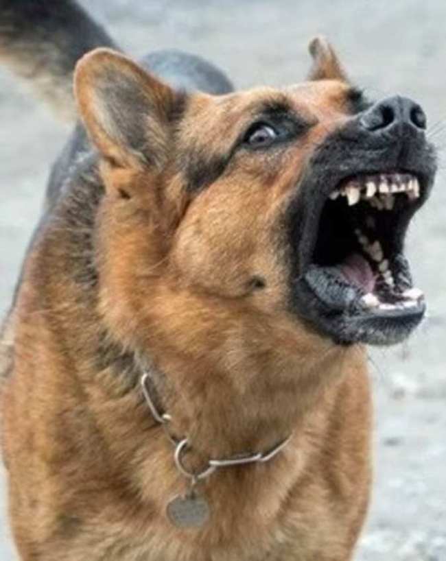 Kutte Ke Shubh Ashubh Sanket-1-2-3-4