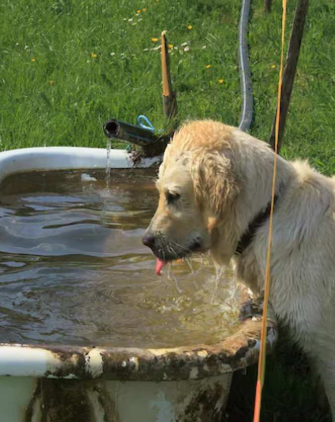 Kutte Ke Shubh Ashubh Sanket-1-2-3-4-5-6-7