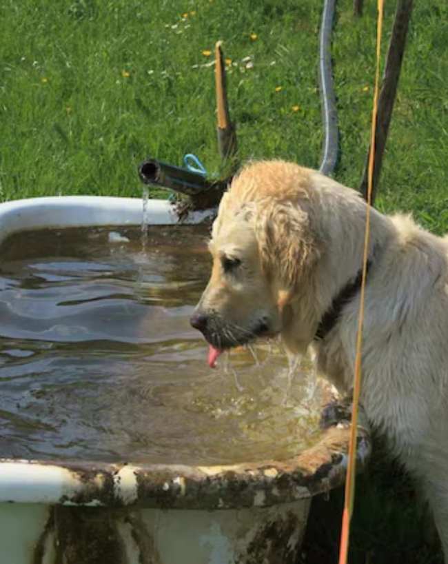 Kutte Ke Shubh Ashubh Sanket-1-2-3-4-5-6-7