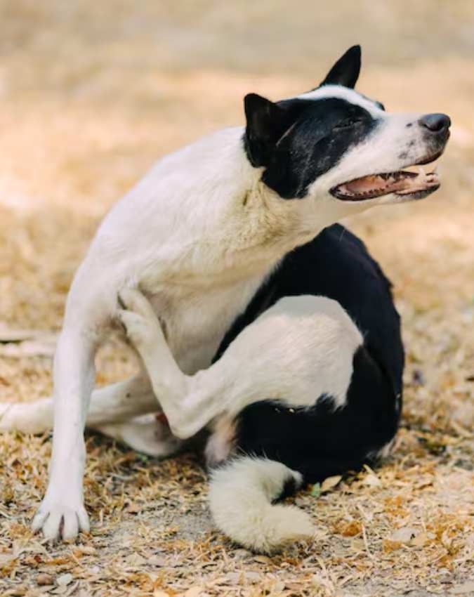 Kutte Ke Shubh Ashubh Sanket-1-2-3-4-5-6