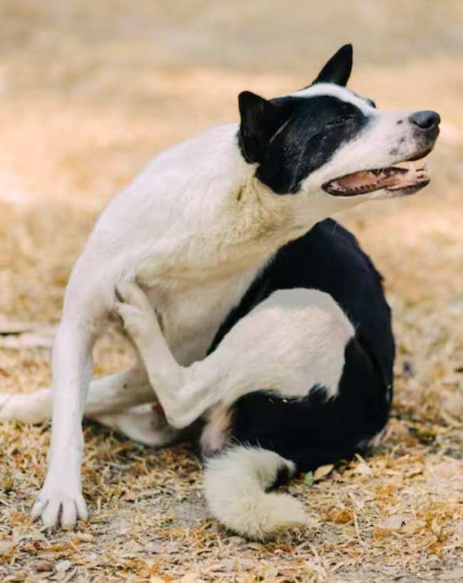 Kutte Ke Shubh Ashubh Sanket-1-2-3-4-5-6