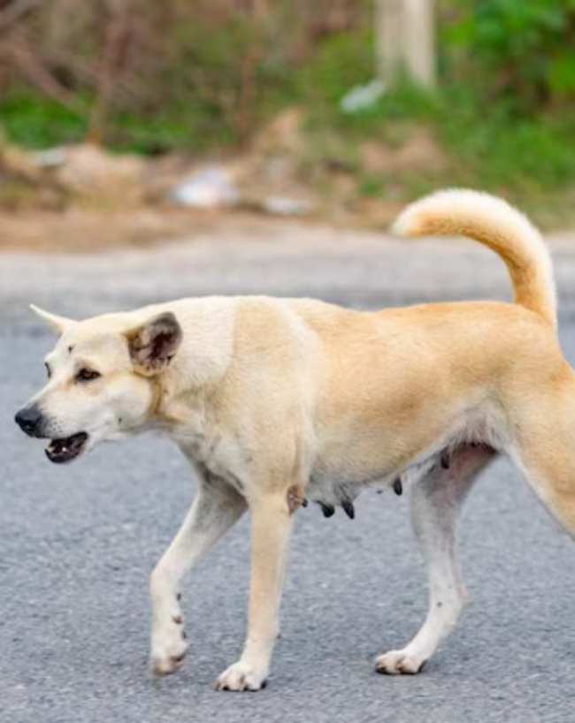 Kutte Ke Shubh Ashubh Sanket-1-2-3