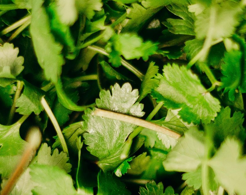 Bad Breath-1-2-3-4-5-6-7-8-9