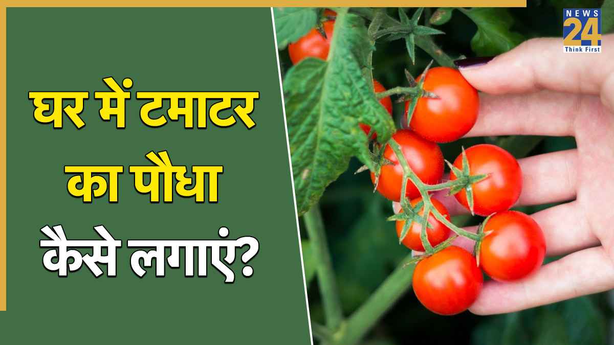 How to grow tomato plants at home