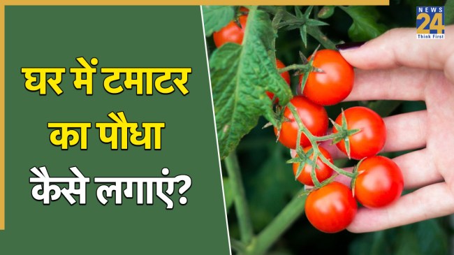 How to grow tomato plants at home How to grow tomato plants at home