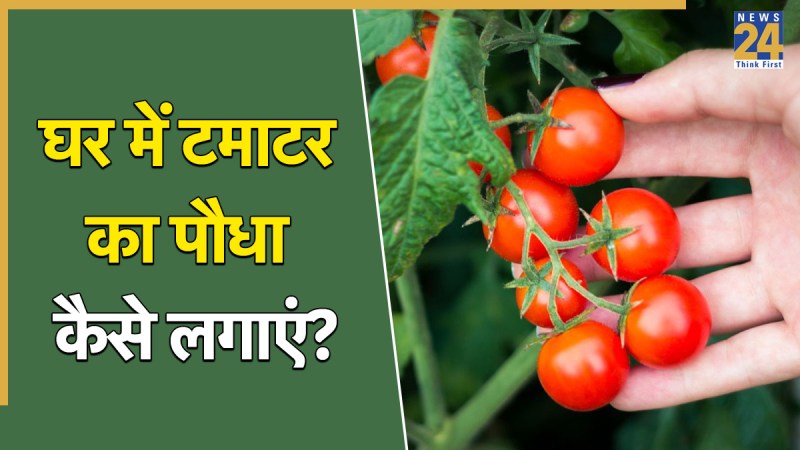 How to grow tomato plants at home