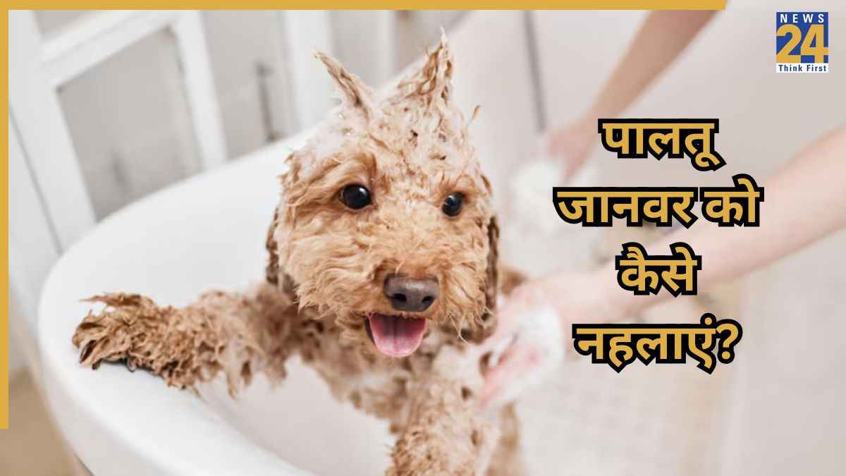 Winter Pet Care: सर्दियों में पालतू जानवर को नहलाते वक्त बिल्कुल ना करें ये गलतियां
