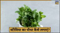 Stevia Plant Grow at Home