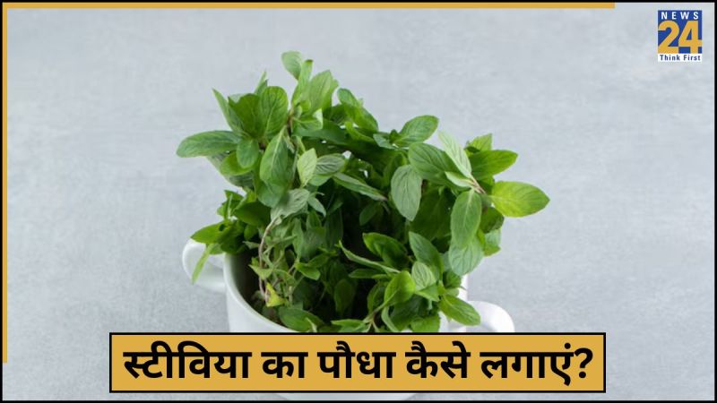 Stevia Plant Grow at Home