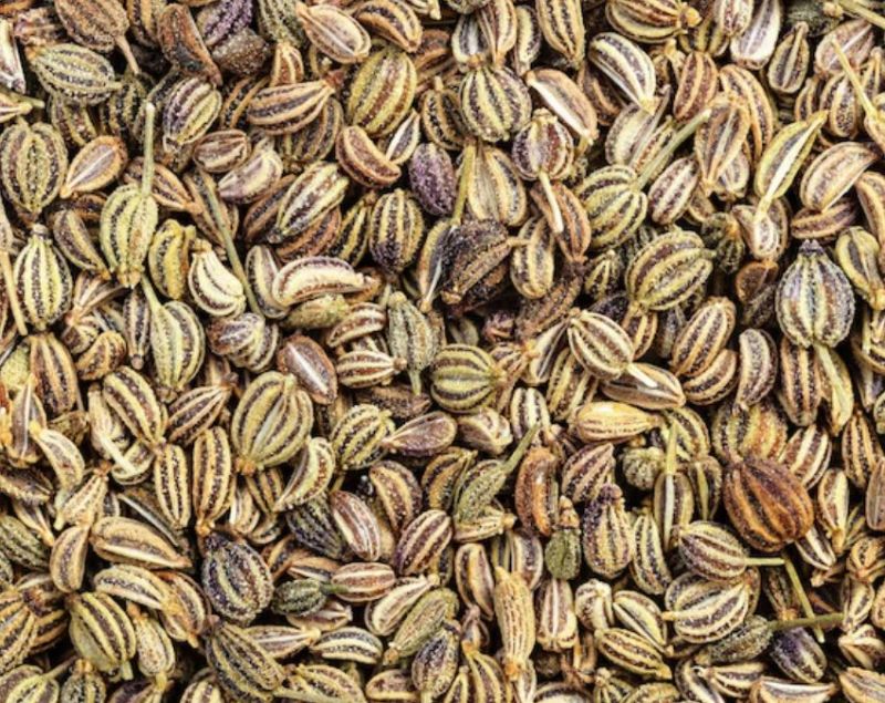 Ajwain benefits in winter Ajwain benefits in winter-1-2-3-4-5-6