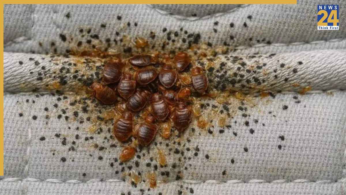 Bed Bugs Treatment: खटमल से छुटकारा चाहिए? किचन में मिलने वाला ये नुस्खा करेगा जड़ से खात्मा