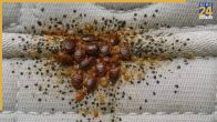 how to get rid bed bugs