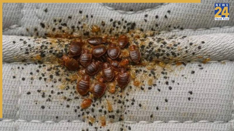 how to get rid bed bugs how to get rid bed bugs