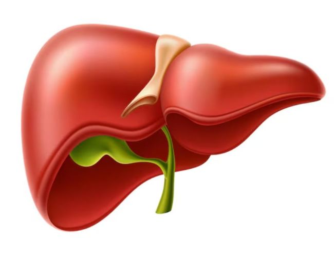 fatty liver-1-2