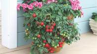 How to save a tomato plant with yellow leaves