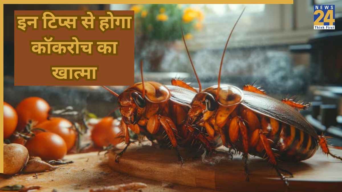 Kitchen Cleaning Tips: किचन में नहीं बचेगा एक भी कॉकरोच, सफाई करते वक्त इन बातों का रखें खास ख्याल