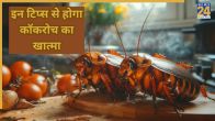 cockroaches home remedy