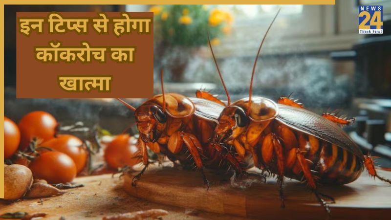 cockroaches home remedy