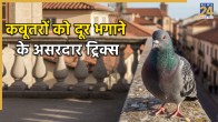 How To Get Rid Of Pigeons Naturally