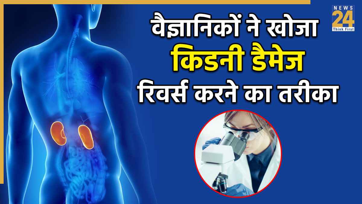 किडनी डैमेज को रिवर्स करने का वैज्ञानिकों ने खोज निकाला तरीका, स्टडी में पाया खराब गुर्दे हो सकते हैं ठीक