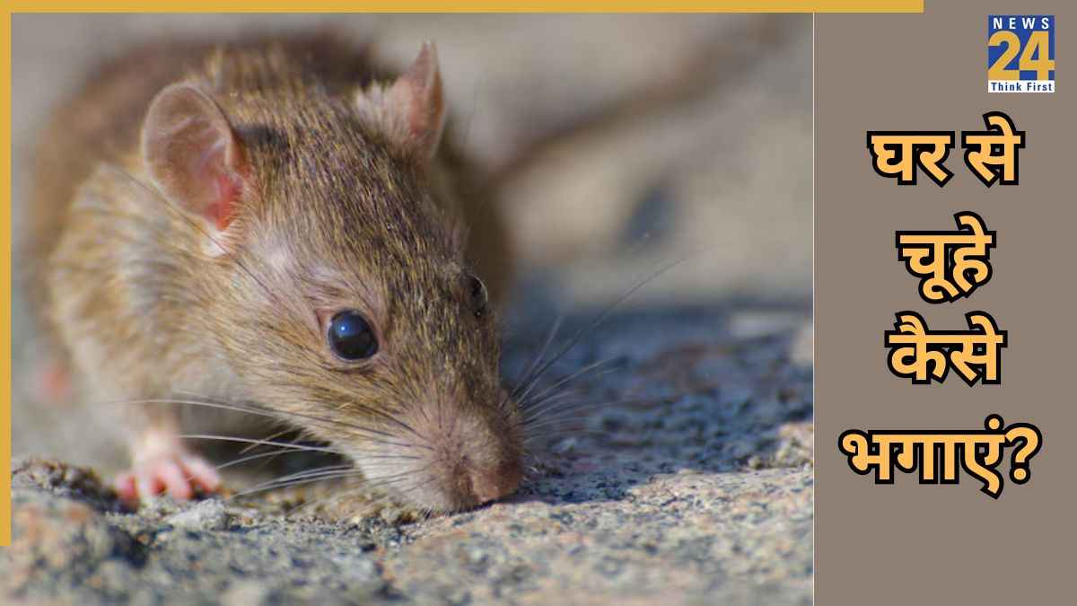 Rats Keep Away: घर के अंदर चूहों ने मचा रखा है आतंक? सामान कर देते हैं खराब, तुरंत करें ये 5 काम