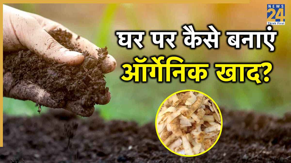 Potato Peel For Plants: आलू के छिलके से बनाएं ऑर्गेनिक खाद, पौधा रहेगा एकदम हरा-भरा