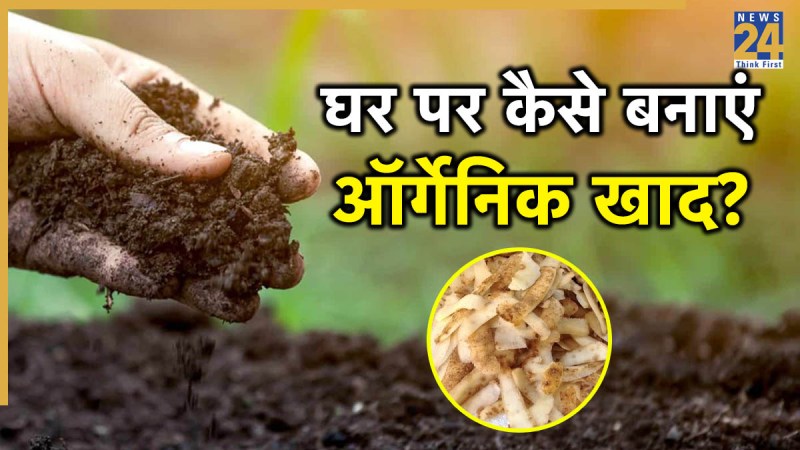 potato peel plant fertilizer