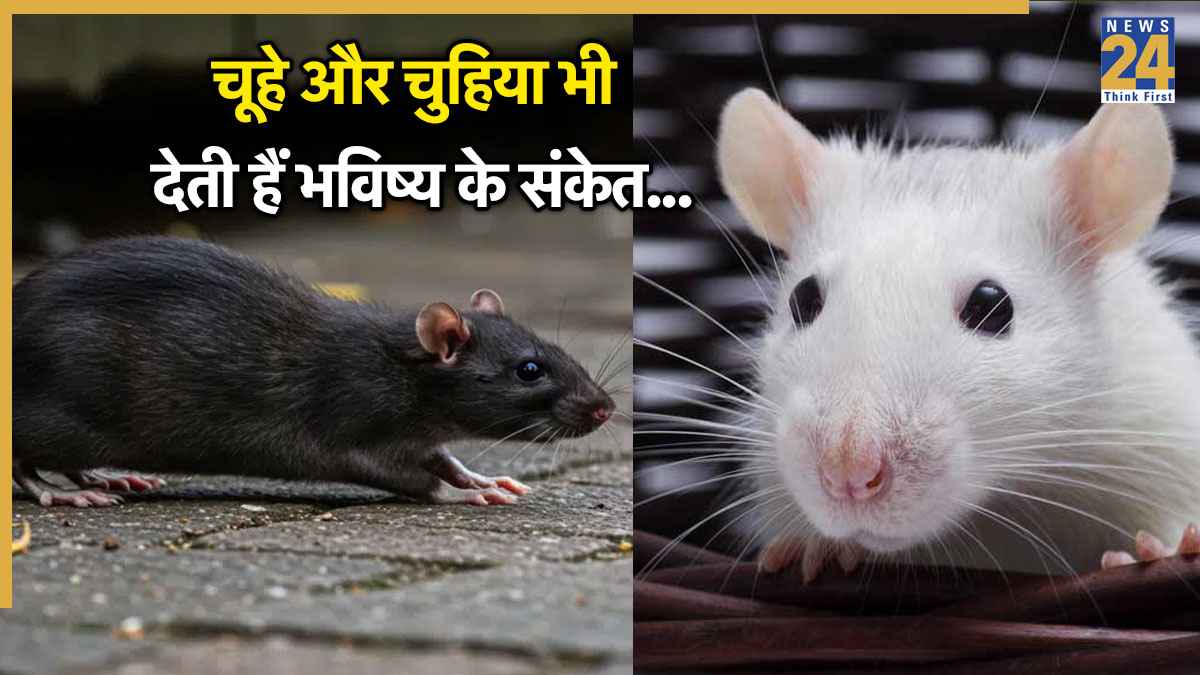 घर में चुहिया का घूमना या बार-बार चूहों का दिखना कैसा होता है? शकुन शास्त्र से जानें शुभ-अशुभ संकेत