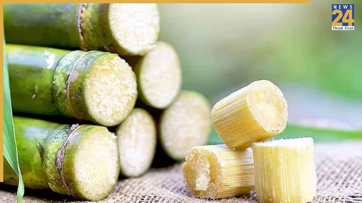 sugar cane