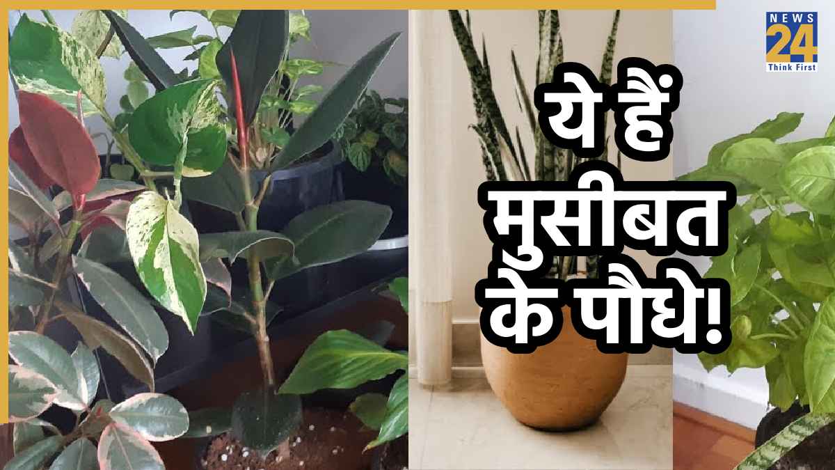 Plant Vastu Tips: ये हैं अशुभता बढ़ाने वाले 7 पौधे, भूल से भी घर के पास न लगाएं ये टॉक्सिक प्लांट